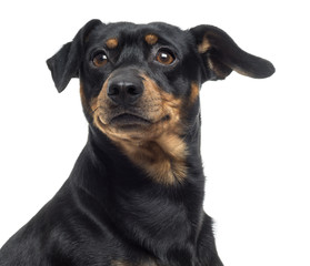 Close up of a Pinscher and Jagterrier crossbreed, isolated