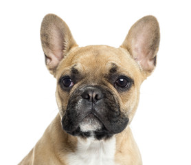Close up of a French Bulldog puppy, isolated on white
