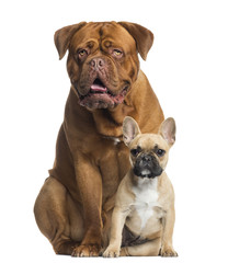Dogue de Bordeaux panting and French bulldog puppy sitting