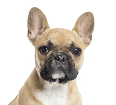 Close up of a French Bulldog puppy looking at the camera