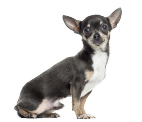 Side view of a Chihuahua, isolated on white