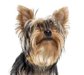 Close up of a blind Yorkshire, isolated on white