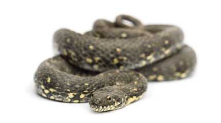Green Whip Snake, Hierophis viridiflavus, isolated on white