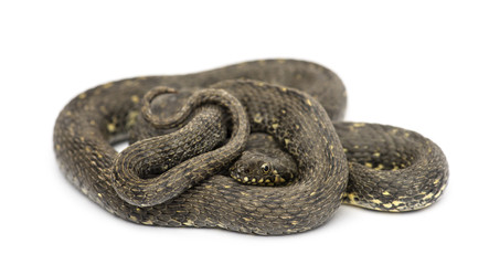 Green Whip Snake, Hierophis viridiflavus, isolated on white