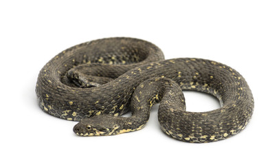 Green Whip Snake, Hierophis viridiflavus, isolated on white