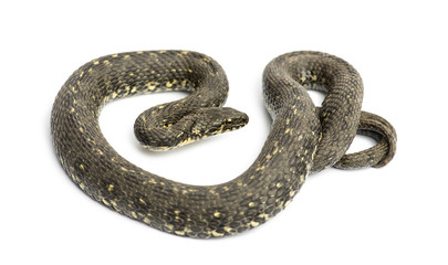 Green Whip Snake, Hierophis viridiflavus, isolated on white