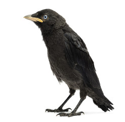 Western Jackdaw, Corvus monedula, isolated