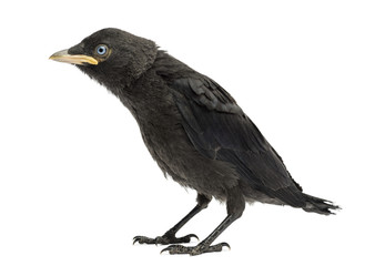 Western Jackdaw, Corvus monedula