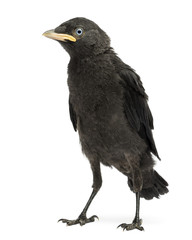 Western Jackdaw, Corvus monedula