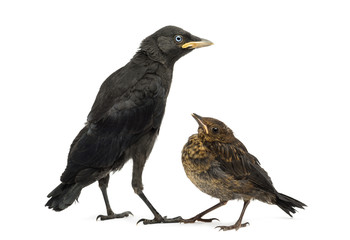 Common Blackbird and Western Jackdaw, isolated on white