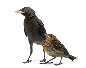 Common Blackbird and Western Jackdaw, isolated on white