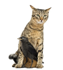 Western Jackdaw in the legs of a cat, isolated on white