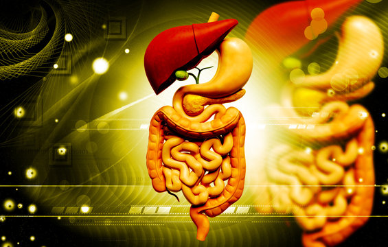 digestive system