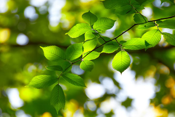 Fototapeta premium Fresh leaves