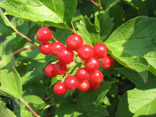 Viburnum bunch against green leaves background