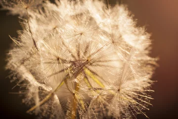 Acrylic prints Dandelions and water Flower Dandelion. Close-up