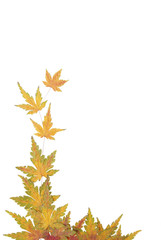 Obraz premium Autumn maple leaves
