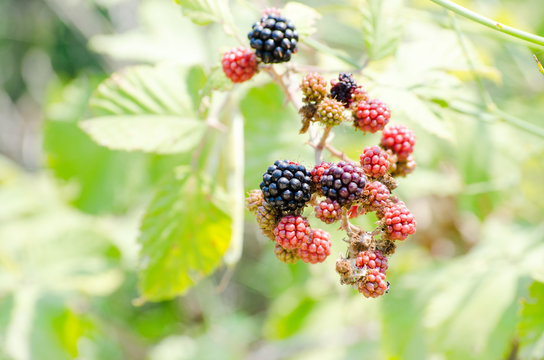 Branch with pink blackberries over green background