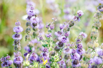 Spring field with lavender flowers