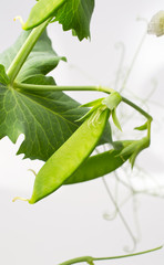 Pea plant