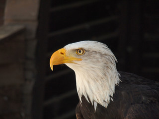 Weißkopf Seeadler