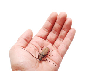 beetle