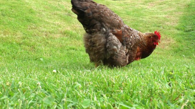 Bielefelder Kennhuhn auf gr&uuml;ner Wiese