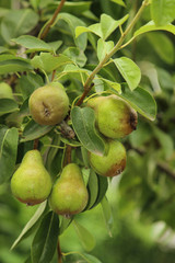 Pears on a tree