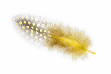 Guinea fowl feather in yellow on a white background