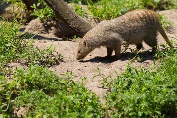 banded mongoose foraging