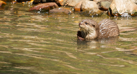 Oriental Small-Clawed Otter foraging