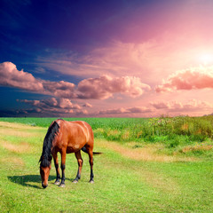 horse on the green field