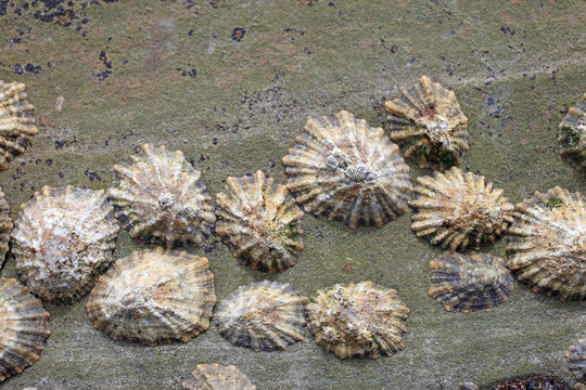 lapas de mar sobre la roca  4697f