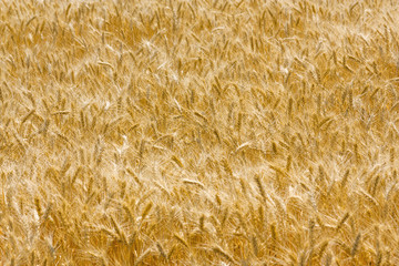 Wheat