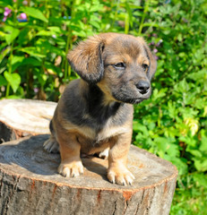 Cute a puppy of rate is on the stump of sunny canicular day