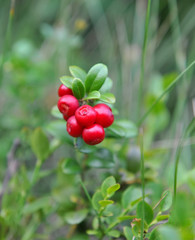 Berries of wild cowberry (Vaccinium vitis-idaea)