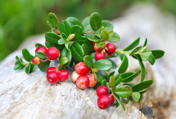 Berries of wild cowberry (Vaccinium vitis-idaea)