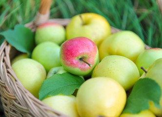 Healthy Organic Apples in the Basket