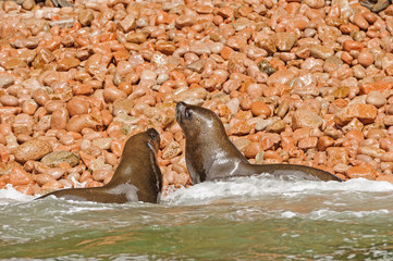 Fur Seals landing on a rocky coast