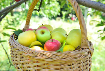 Healthy organic apples in the basket