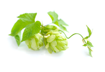 Branch of hop is with cones and sheets (Humulus lupulus)