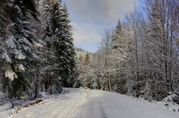 foret vosgienne sous la neige