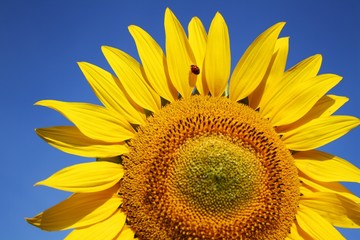 Naklejka premium Ausschnitt einer Sonnenblume