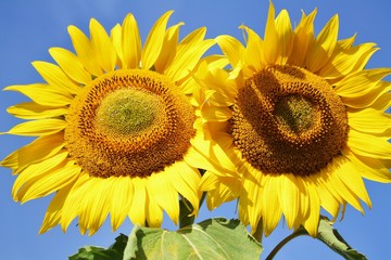 Zwei Sonnenblumen