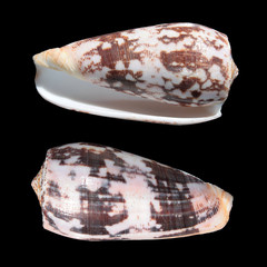 Shells of Striated cone on black background