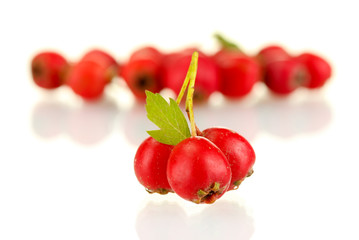 Hawthorn isolated on white background close-up