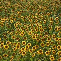 Sonnenblumenfeld