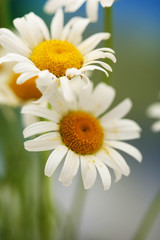Fototapeta premium Beautiful wild camomiles, outdoors