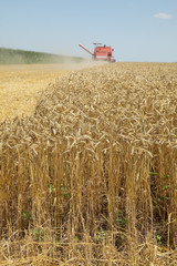 Agriculture, harvesting of wheat with combine in field