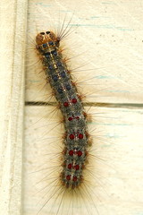 Schwammspinnerraupe